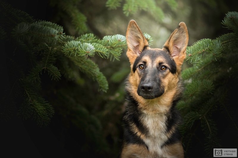 Немецкая овчарка 4 к