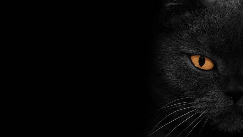 Кошка на черном фоне