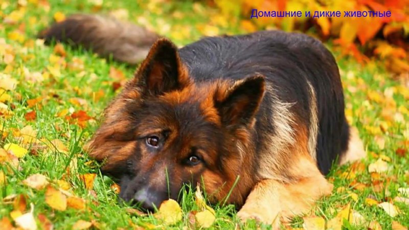 Персидская овчарка