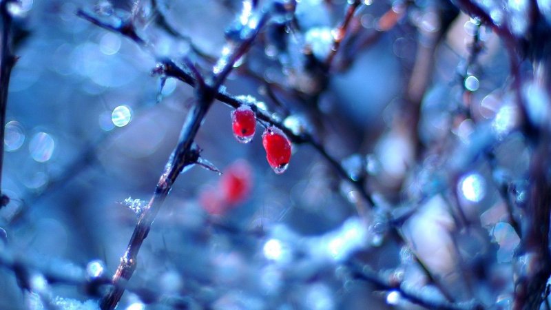 Капля на ветке