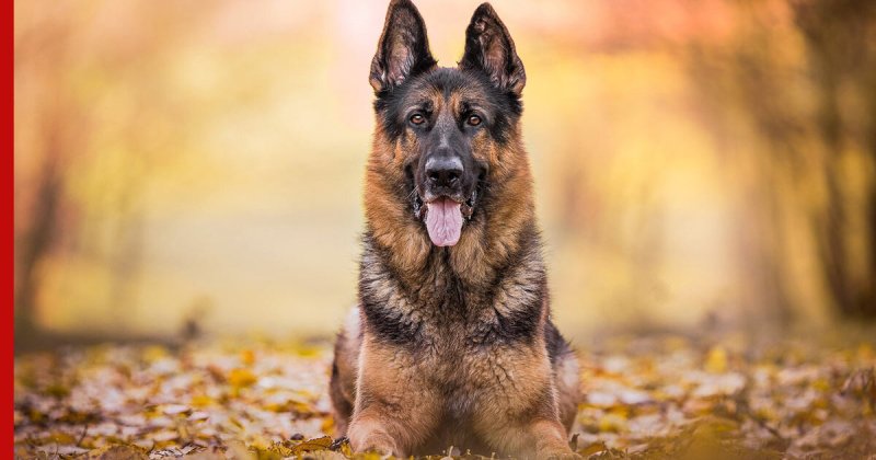 Немецкая овчарка Шеферд