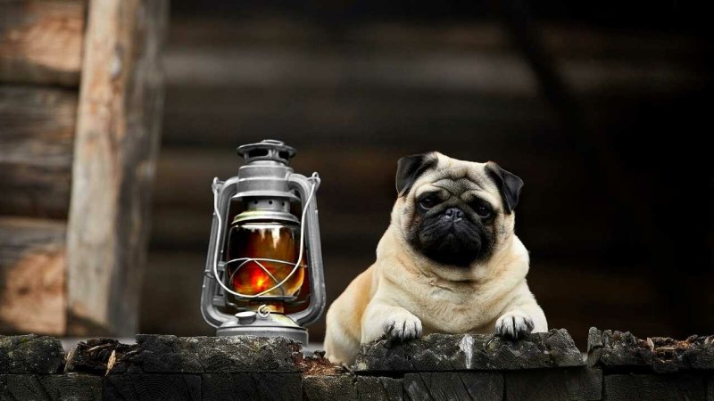 Мопс на рабочий стол