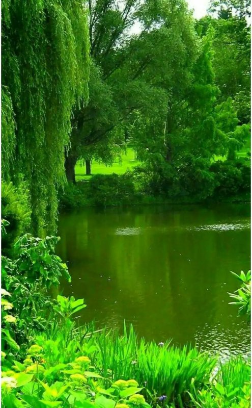 Природа зелень