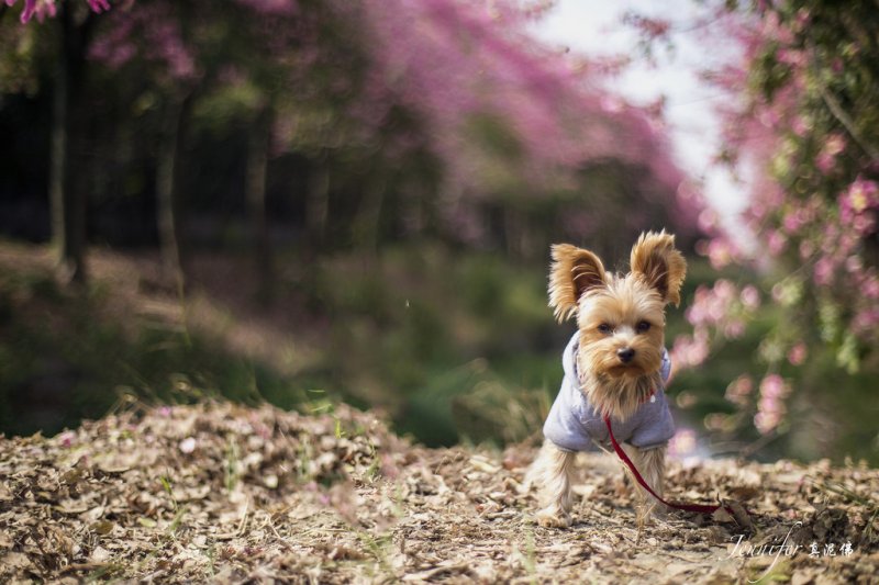 Йоркширский терьер