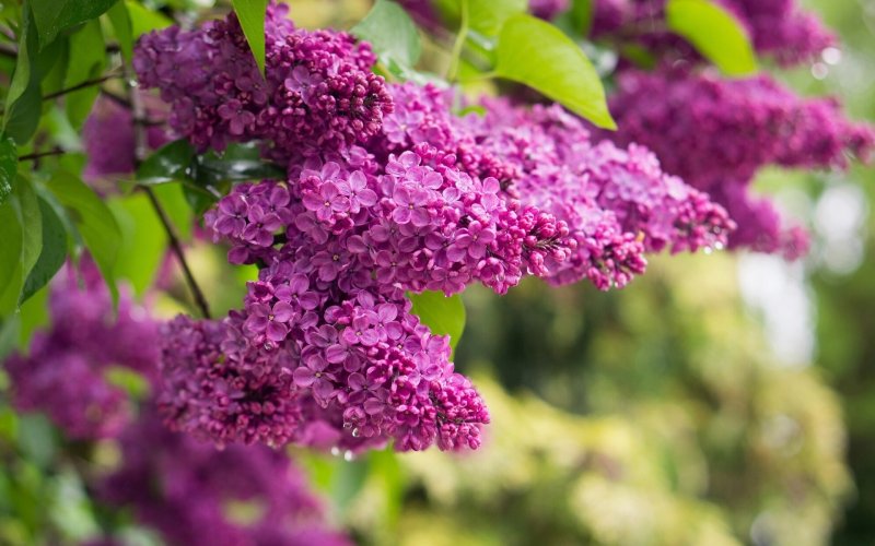 Сирень Вольфа