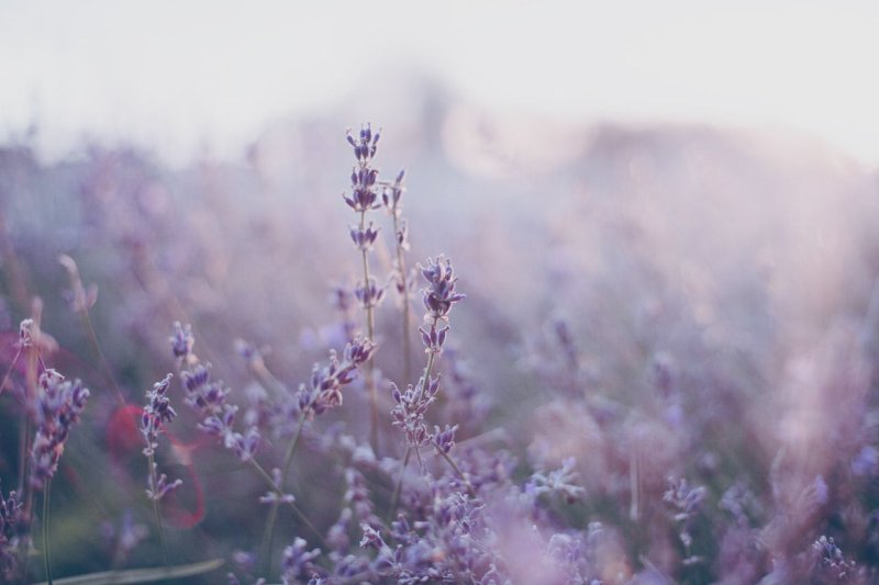 Цветы в пастельных тонах