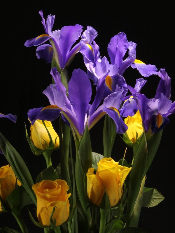 Ирис цветок