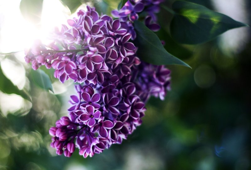 Сирень Сара Сэндс