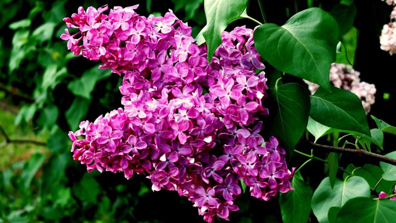 Сирень Гиацинтовая Калифорния Роуз