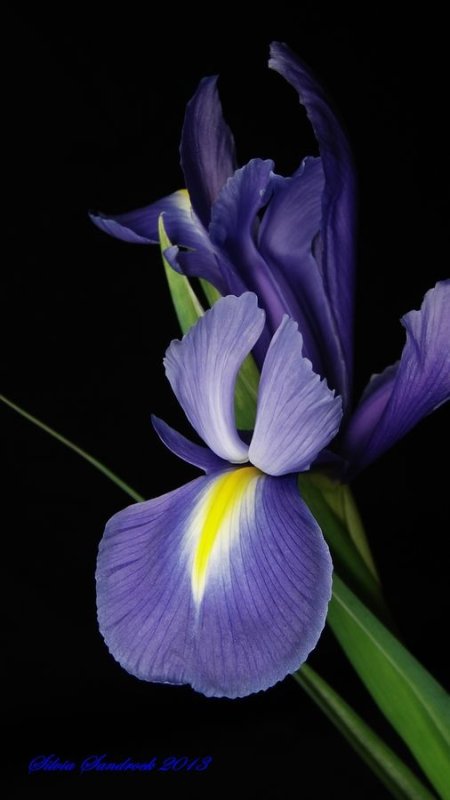 Цветок ириса