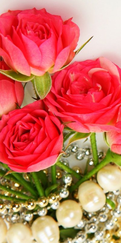 Роскошные розы