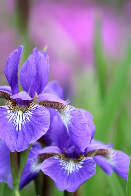 Королевские ирисы