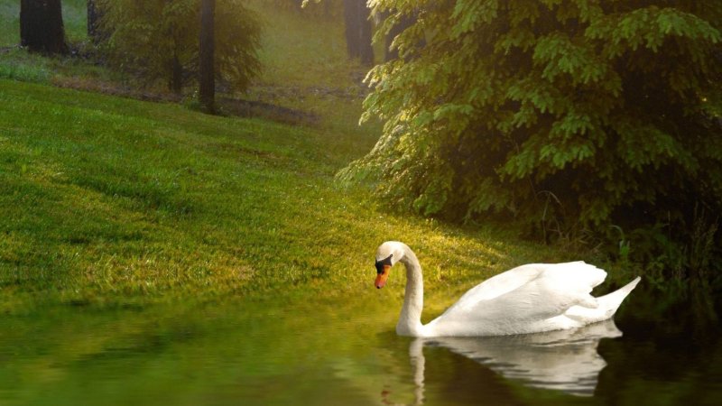 Белый лебедь Сныцерев