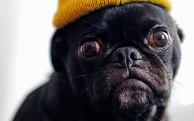 Карликовый Мопс черный