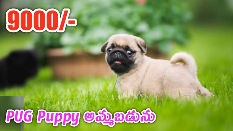 Лохматый Мопс