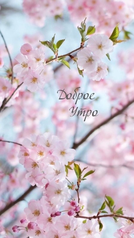 Картина черри блоссом