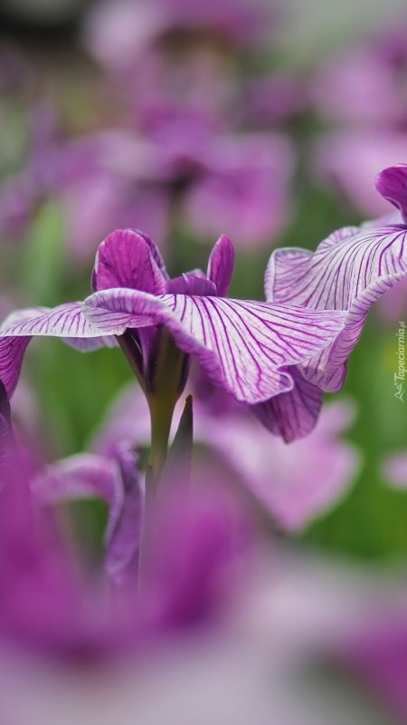 Ирис пурпурный Аргаман