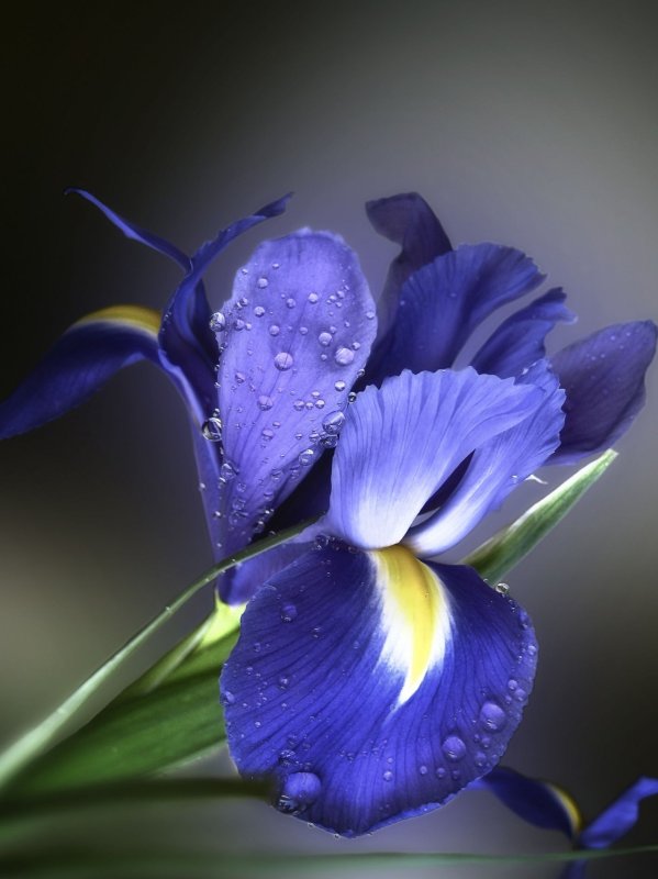 Ирис попугайный