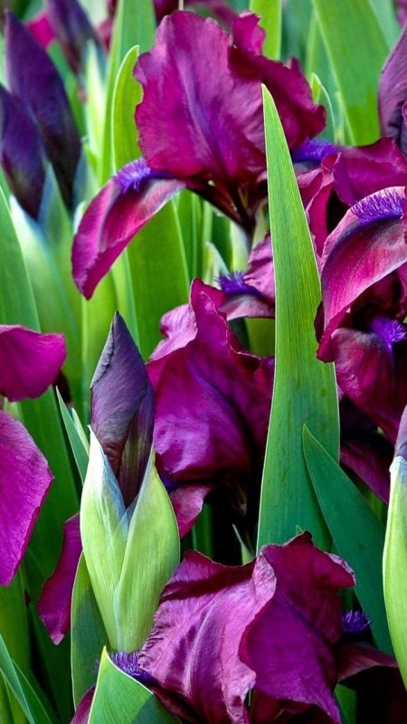 Ирис цветок