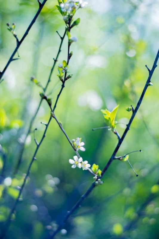 Весна Эстетика