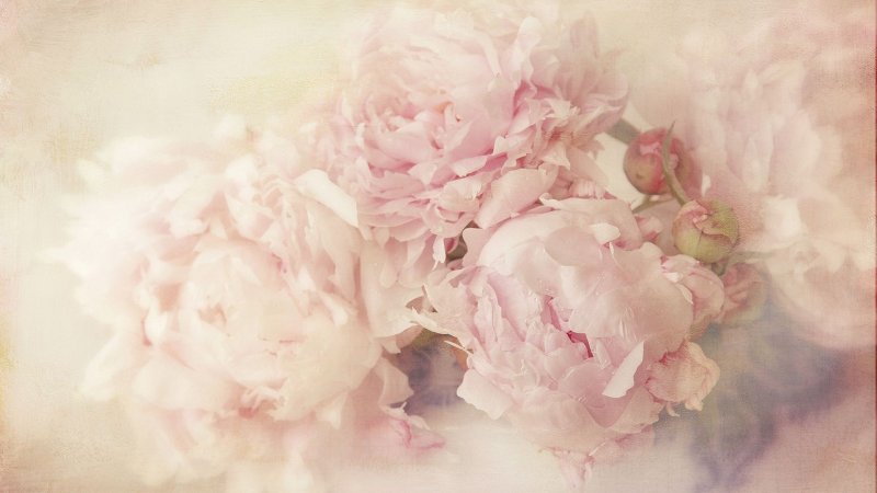 Нежные пионы