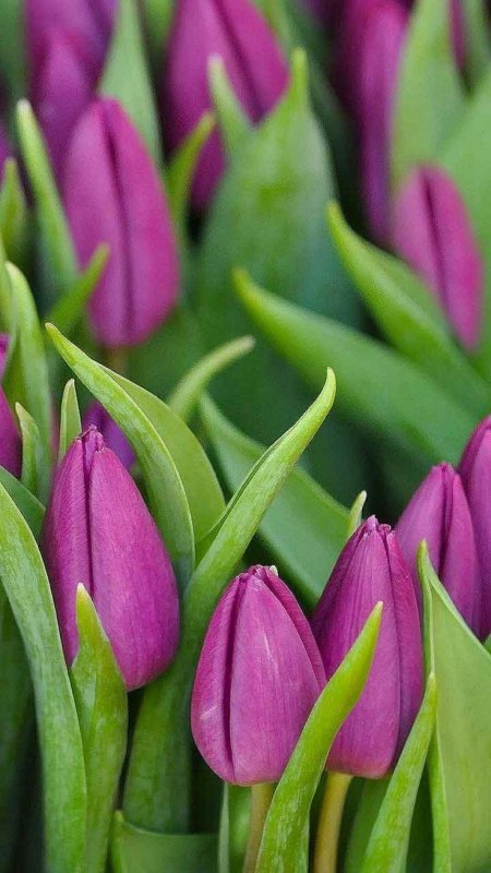 Тюльпан Purple Bouquet