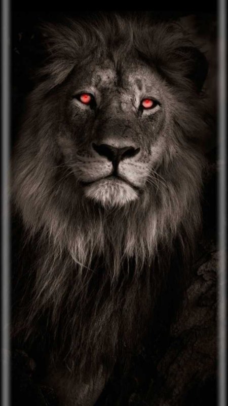 Лев на заставку