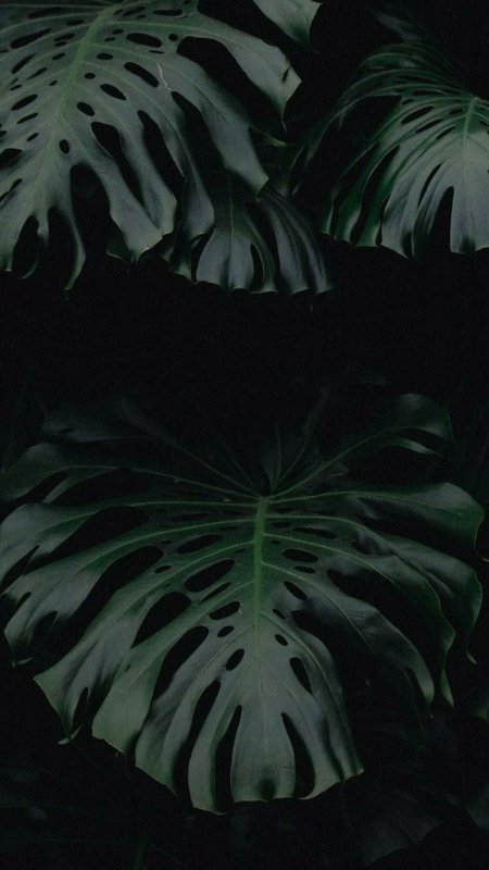 Листья монстеры на черном фоне