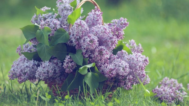 Сирень Емельян Ярославский