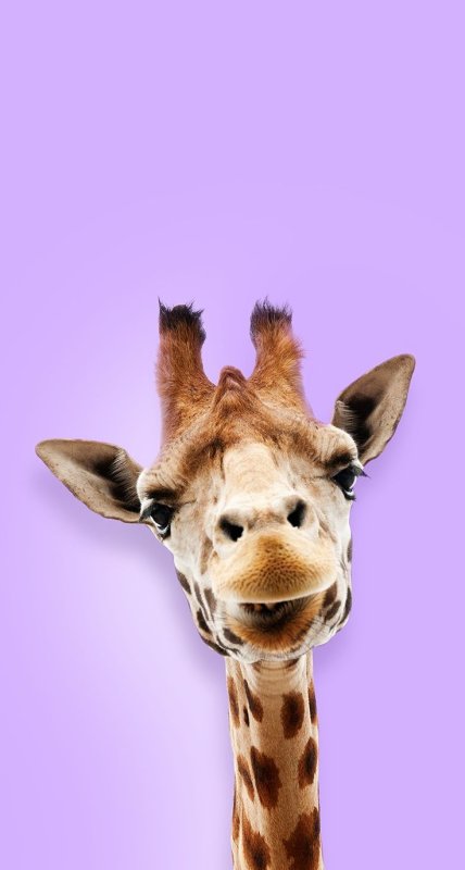 Милые Жирафы