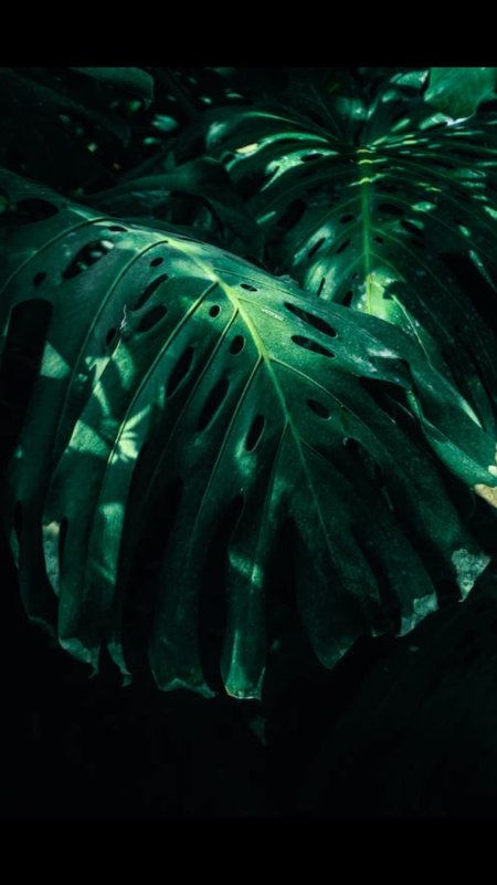 Зеленые тропические листья