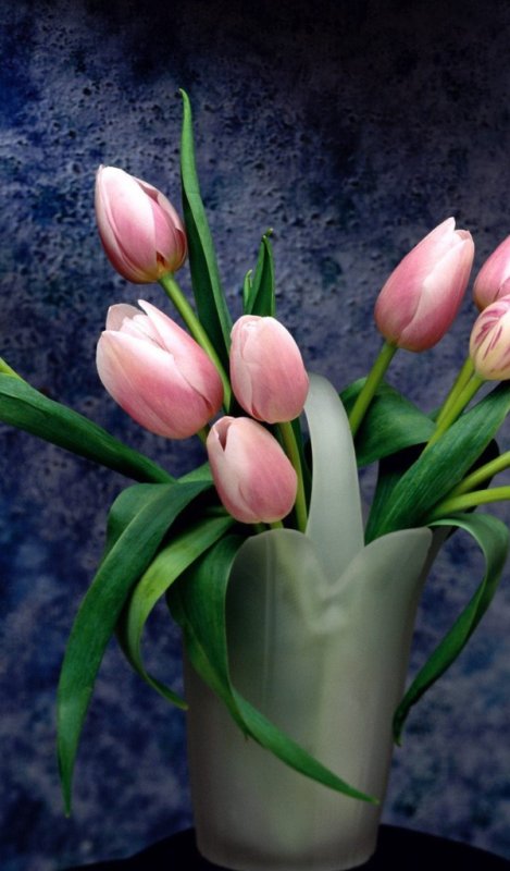 Цветы тюльпаны