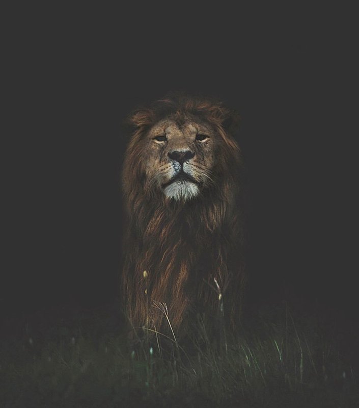 Лев на темном фоне
