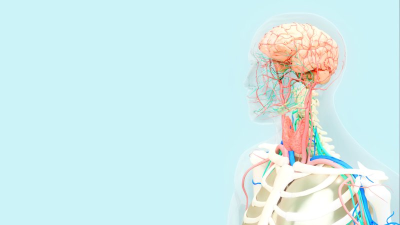 Фон для презентации по анатомии человека