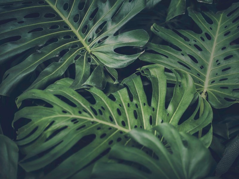 Монстера Пертуза