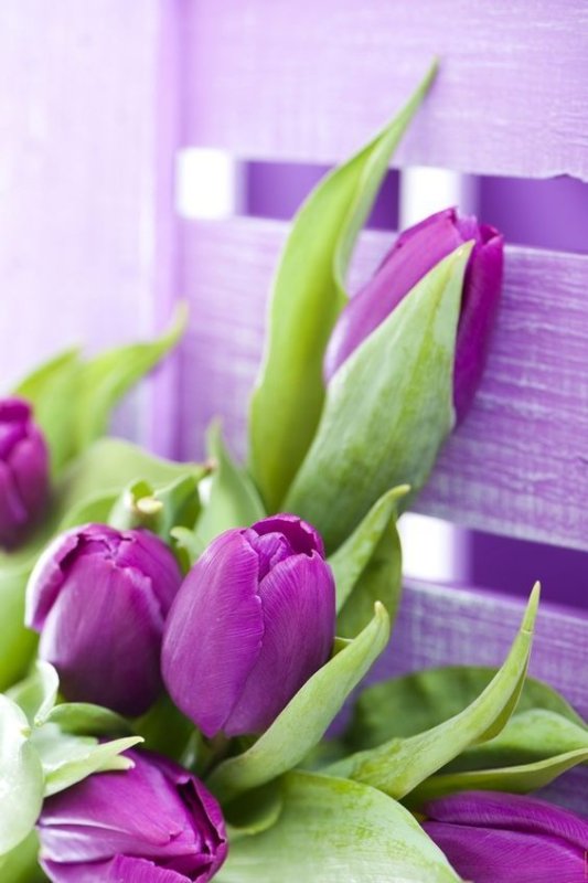 Тюльпан Грин Вейв