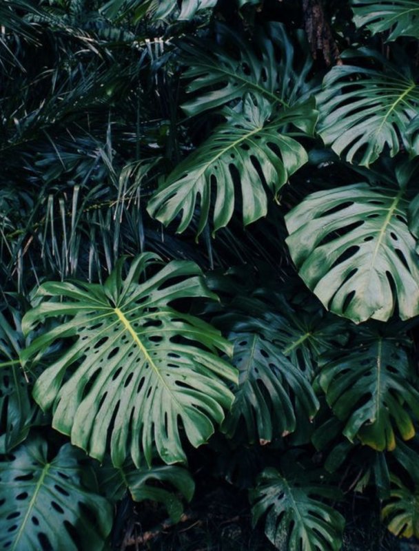 Монстера крупнолистная