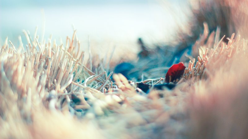 Макросъемка пейзаж