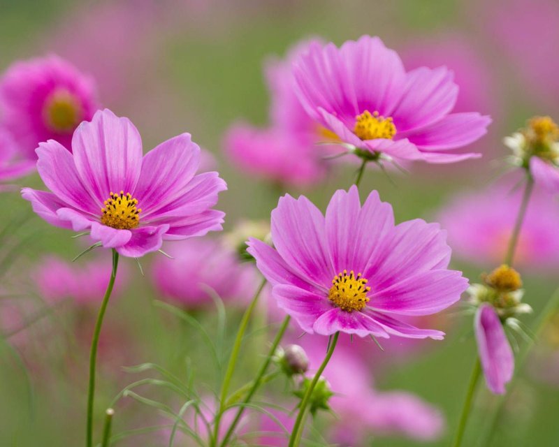 Космея Альба