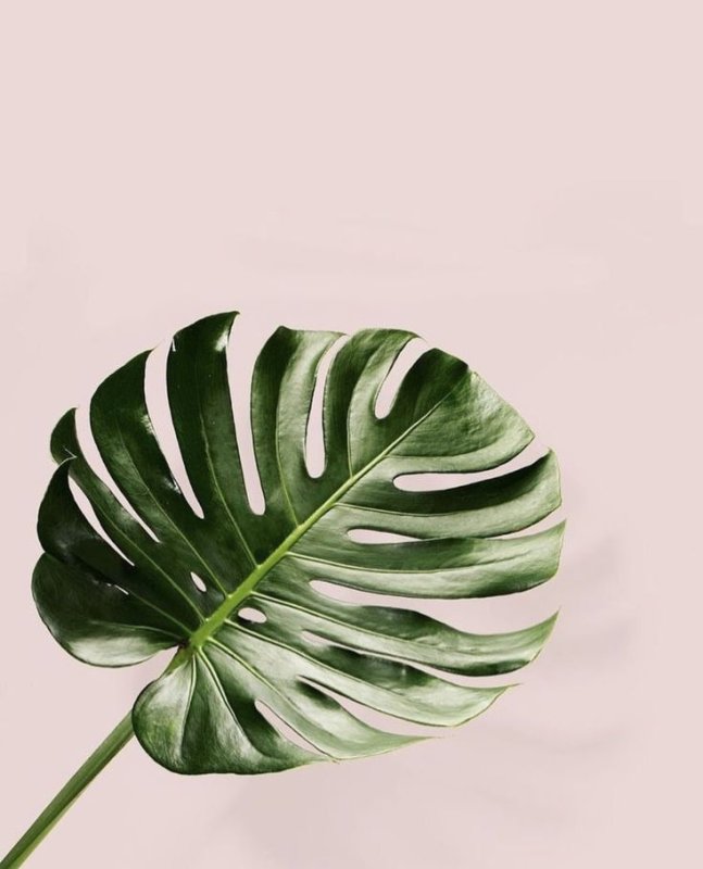 Монстера Лиана