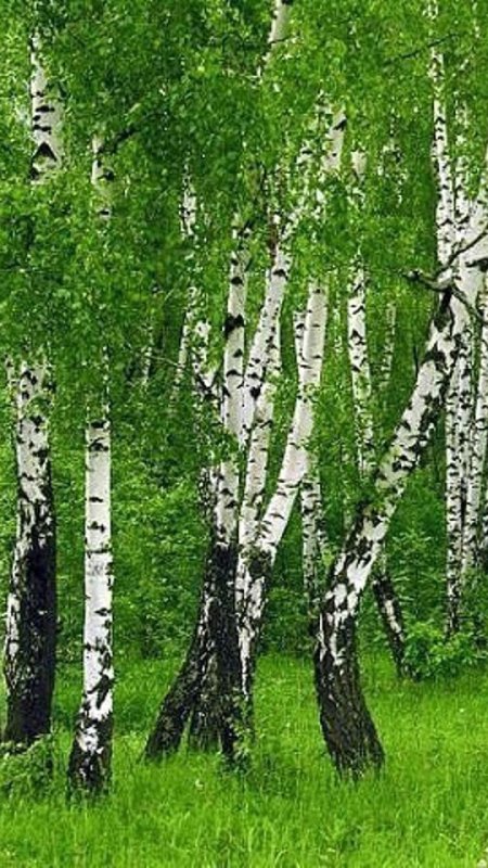 Березовая роща Омск