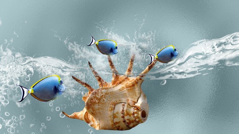 Фон для рабочего стола рыбы