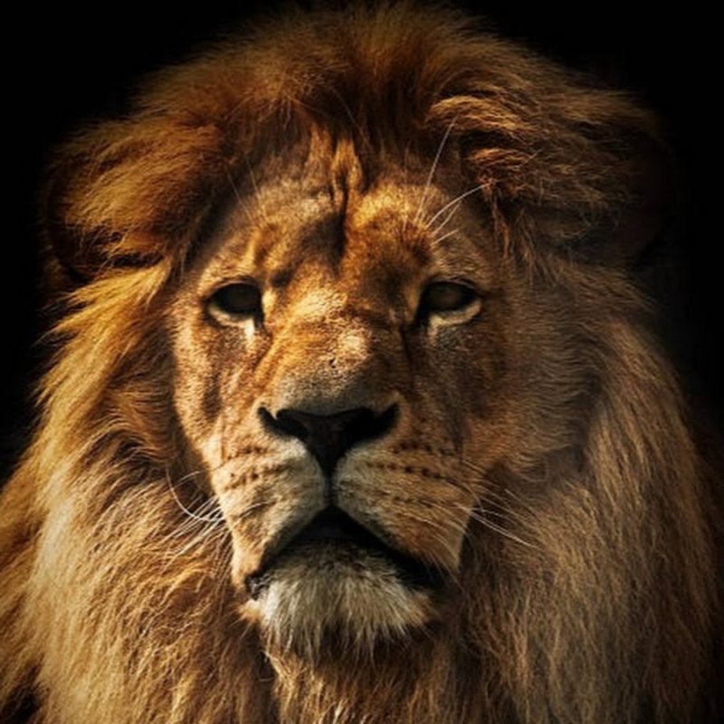 Голова Льва