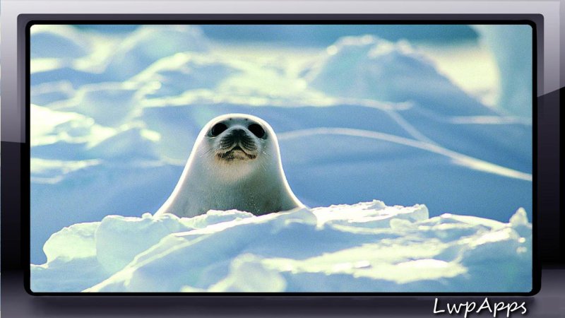 Кольчатая Нерпа Белек