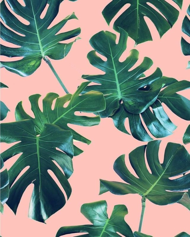 Папоротник пальмы монстера