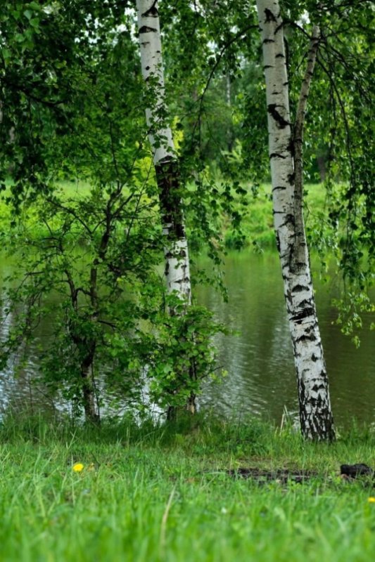 Березовая роща лес река