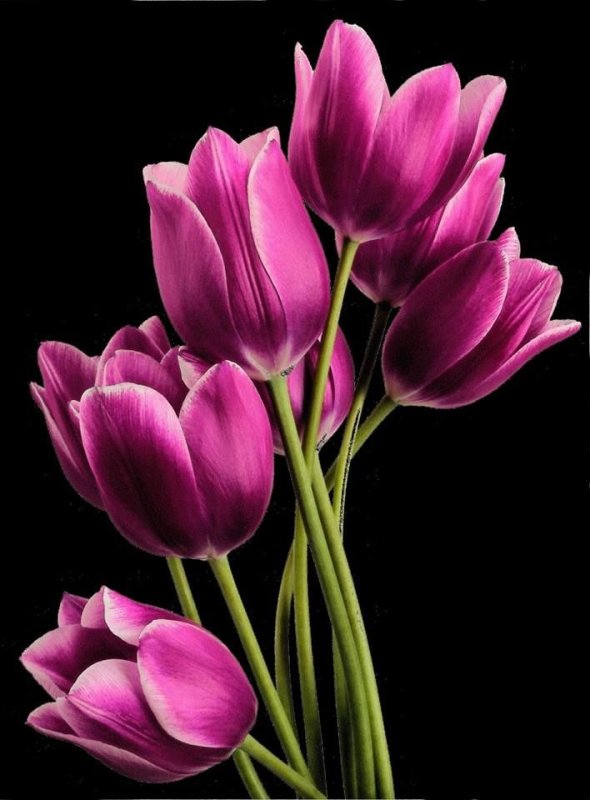 Тюльпан Лорнах