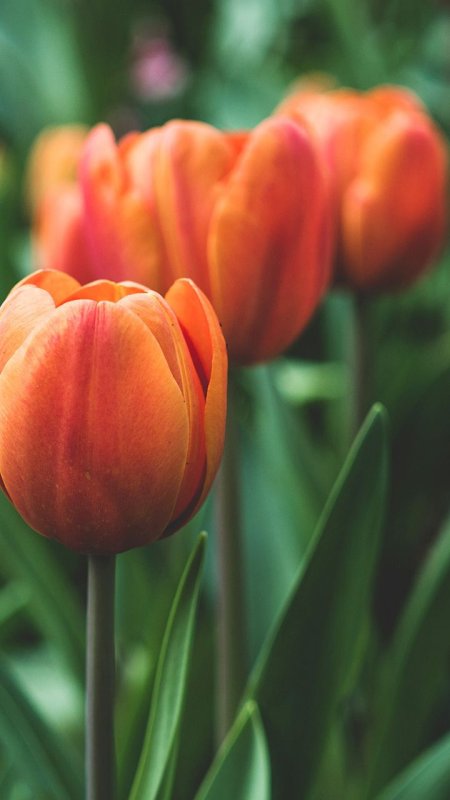 Тюльпаны вертикальные