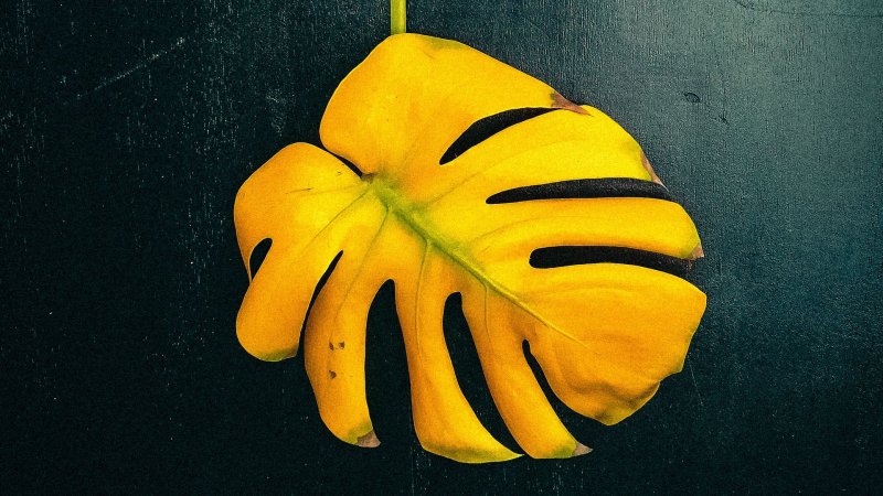 Монстера Тениус