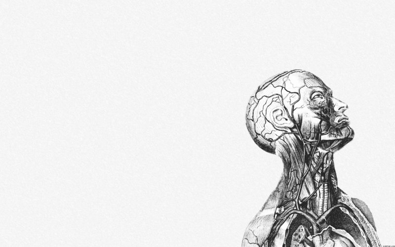 Фон для презентации по анатомии